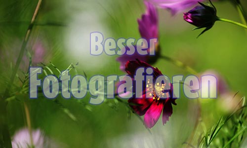 Kursvorschaubild
